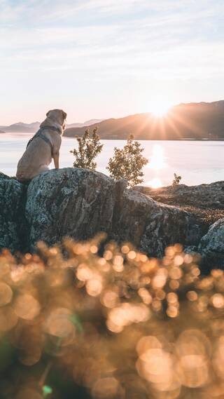 https://www.bergfrieden.com/redakteure/_optimized_/320/1682811/csm_angebot-urlaub-mit-hund_f39a6f8bf7.jpg